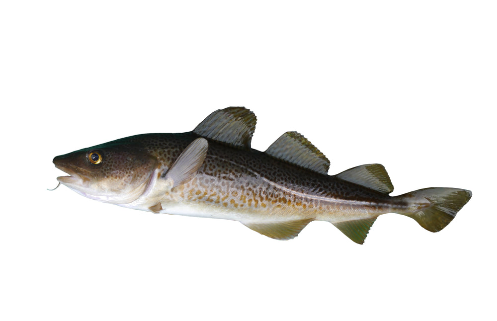 Illustration of codfish