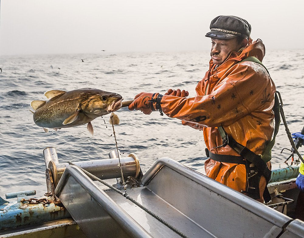 Pacific Cod Hunting The Truth about Pacific Cod