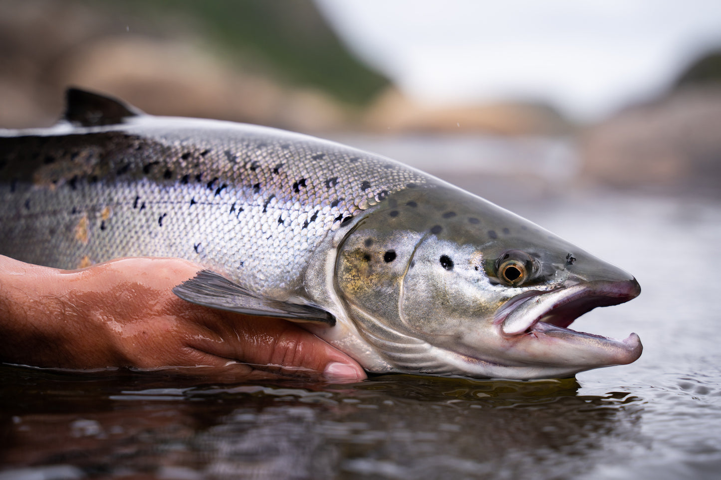 Wild-Caught Sustainable Salmon