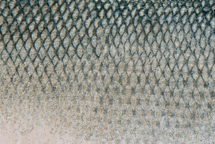 Is Fish Skin Good For You?, Sea to Table