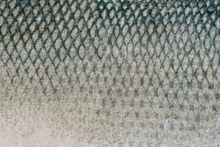 Fish Skin for Your Own Skin?