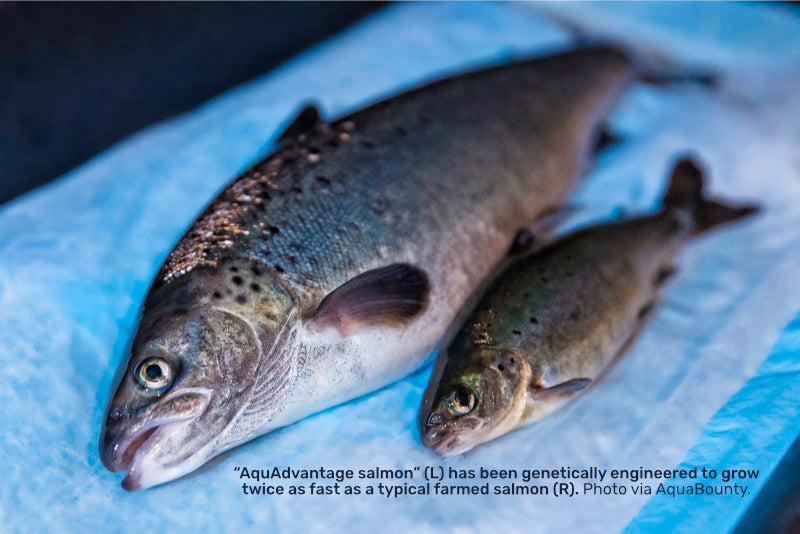 GMO Salmon is coming. Could You Eat it Without Knowing?